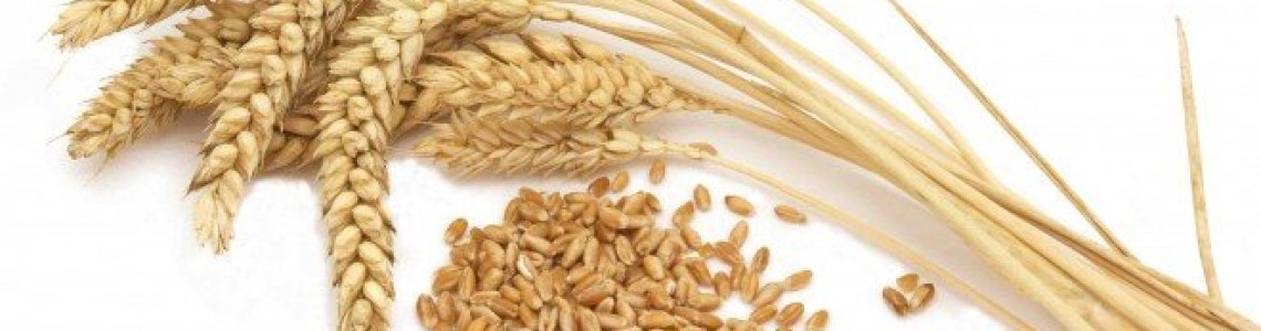 ‘GLUTEN’ ZARARLI MIDIR? ‘GLUTEN’ ZARARLI MIDIR?