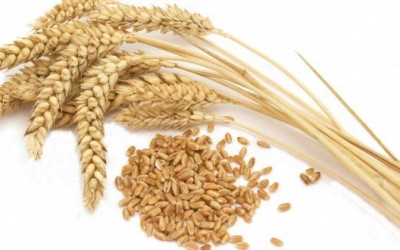 ‘GLUTEN’ ZARARLI MIDIR?